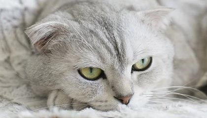 世界杯高清直播平台-欧文KD露出獠牙！6分钟二人得分上双 一节攻垮勇士